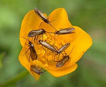 Micropterix calthella 