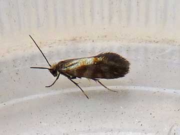 Micropterix tunbergella 