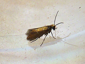 Micropterix aruncella 