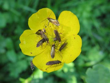 Micropterix calthella 