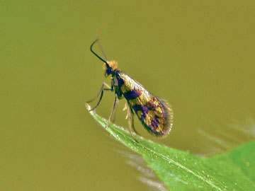 Micropterix tunbergella 