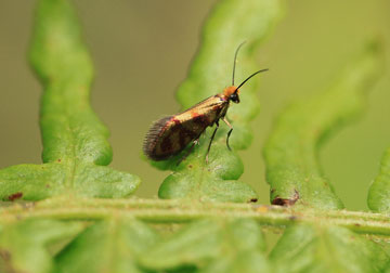 Micropterix tunbergella 