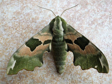 Mimas tiliae 