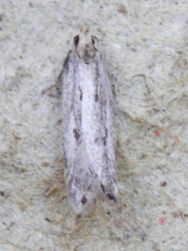Mirificarma mulinella 