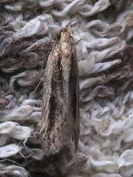 Mirificarma mulinella 