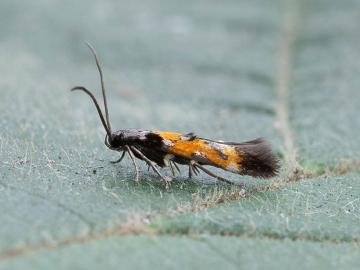 Mompha locupletella 