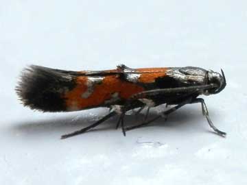 Mompha locupletella 