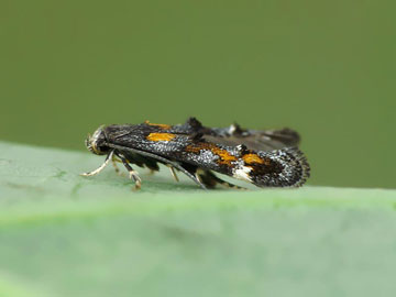 Mompha raschkiella 