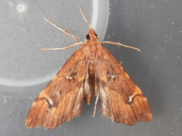 Musotima nitidalis 