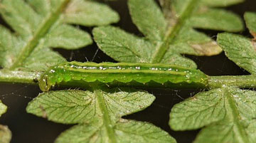 Musotima nitidalis 