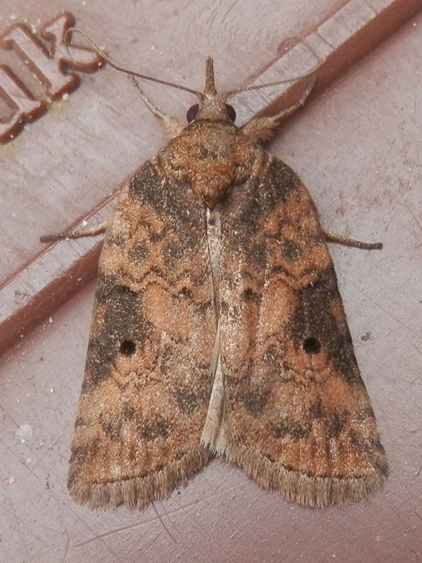 Nycteola revayana 