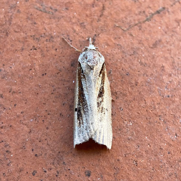 Nycteola revayana 