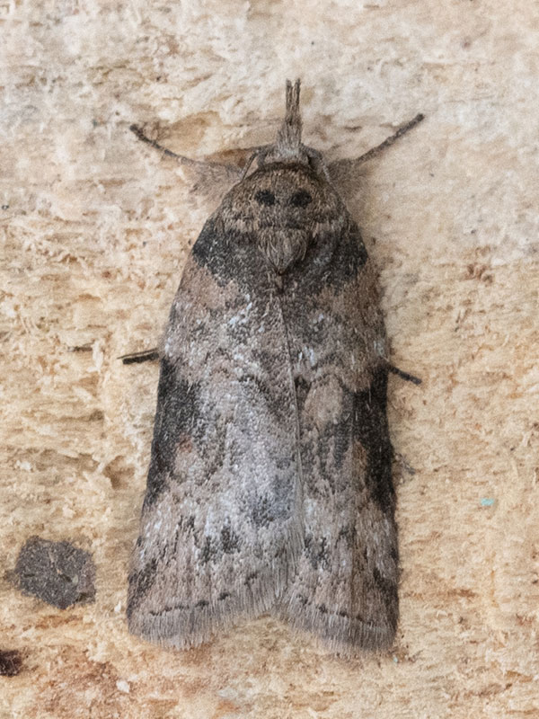 Nycteola revayana 