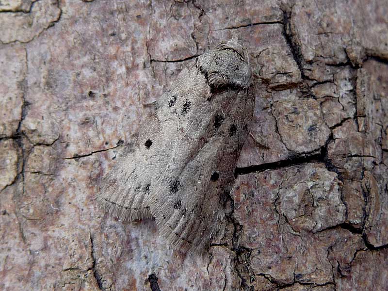 Nycteola revayana 