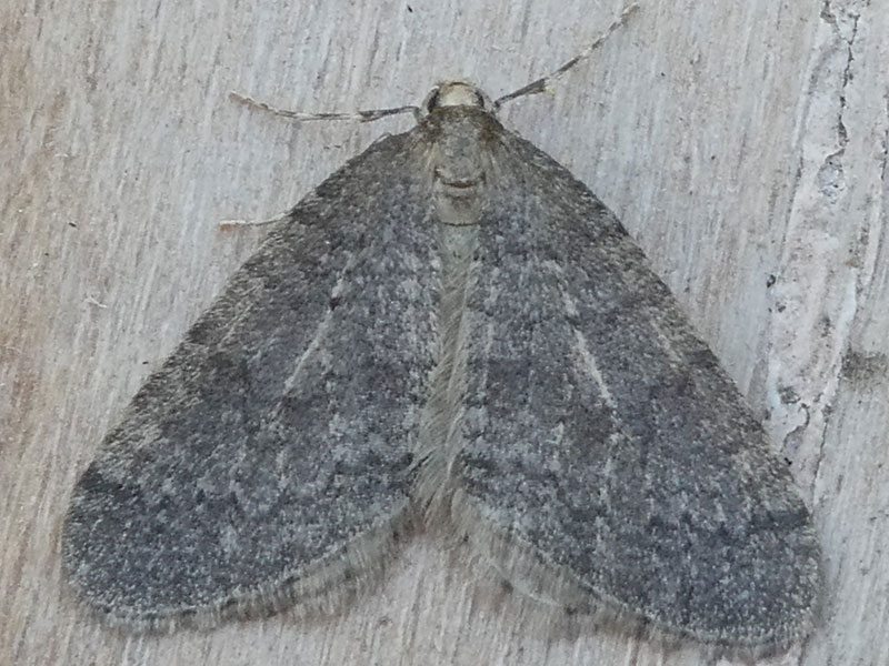 Operophtera brumata 