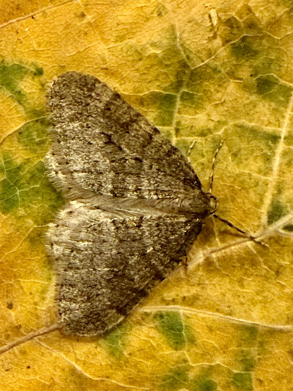 Operophtera brumata 