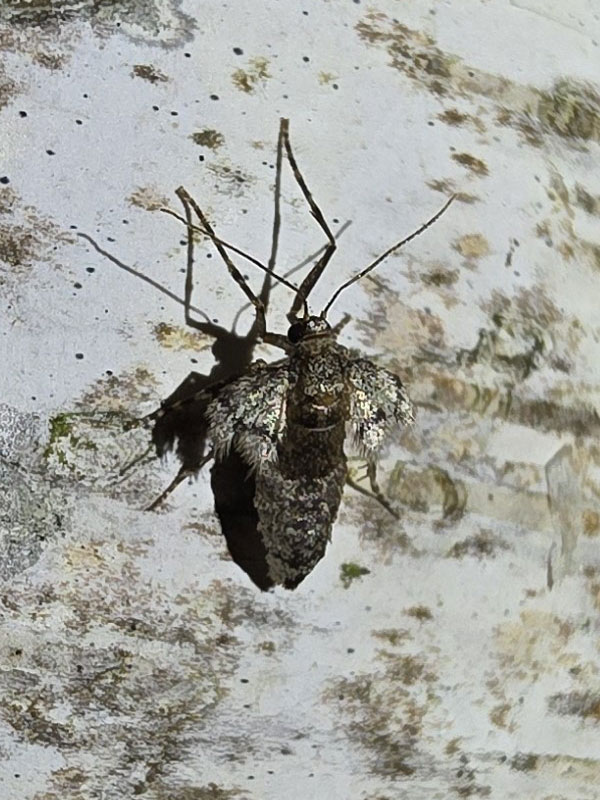 Operophtera fagata 