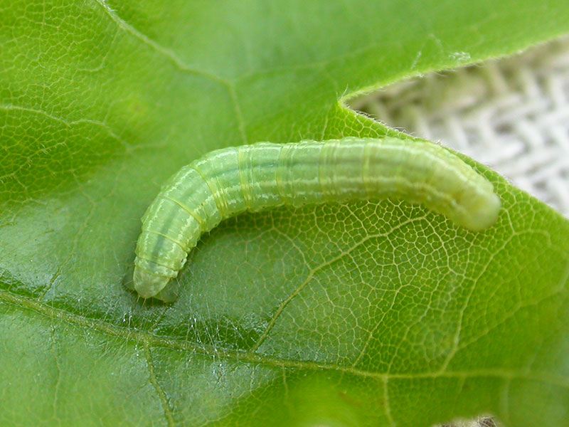 Operophtera brumata 