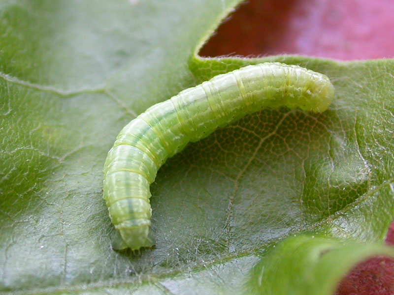 Operophtera brumata 