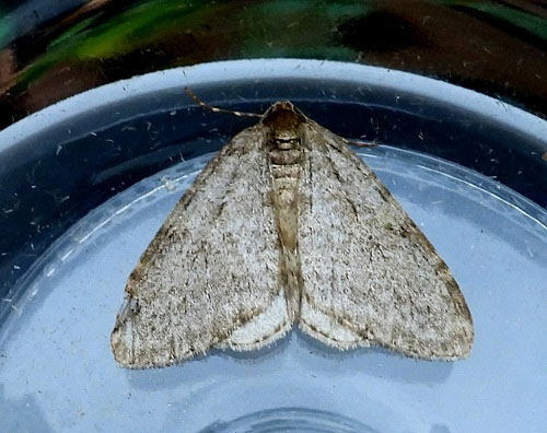 Operophtera brumata 