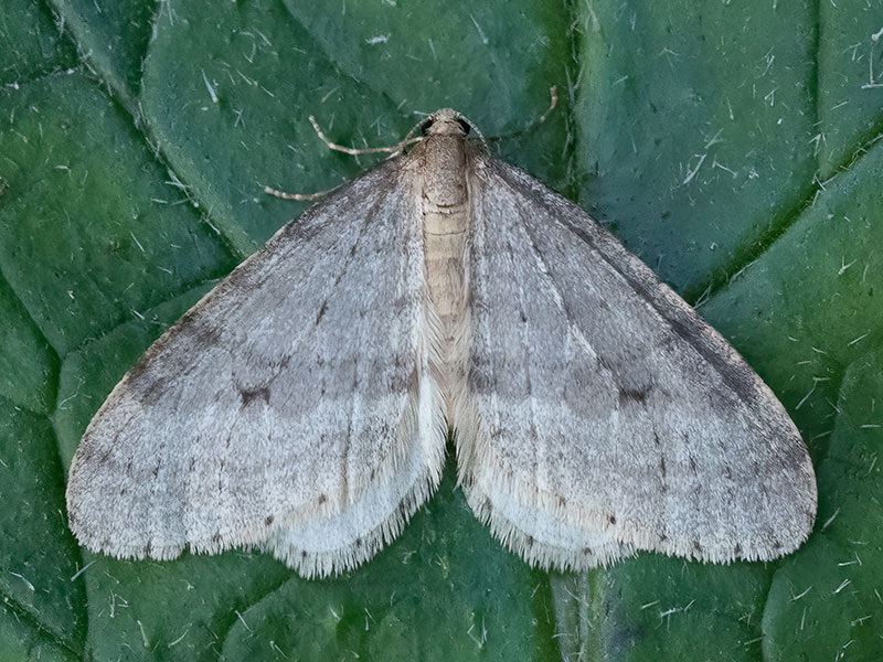 Operophtera fagata 