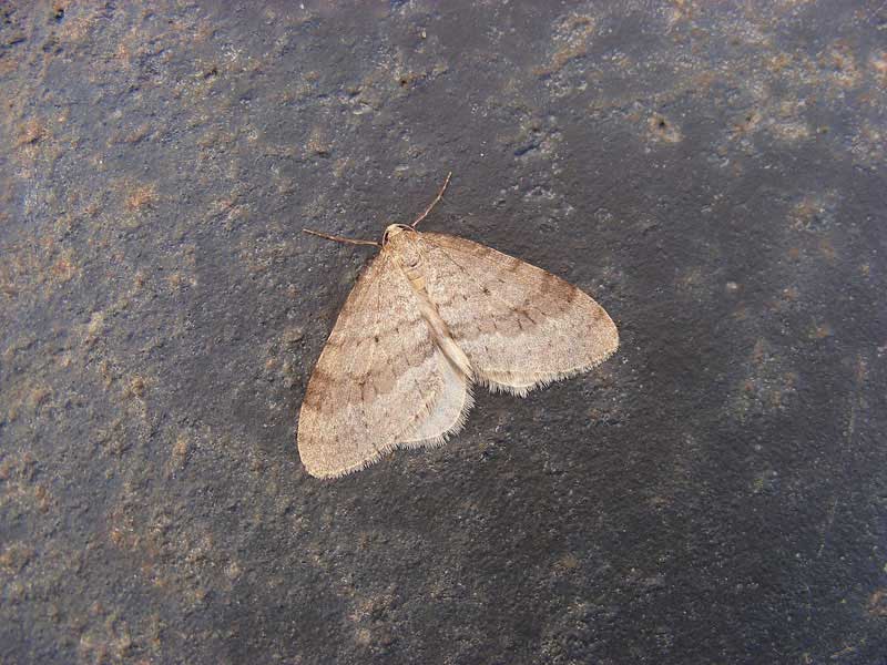 Operophtera fagata 