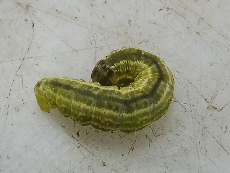 Operophtera fagata 