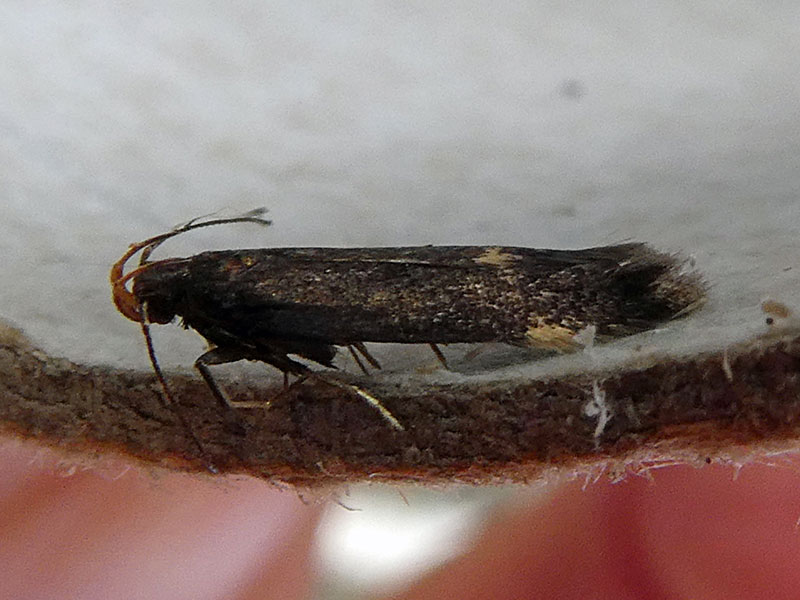 Oxypteryx atrella 