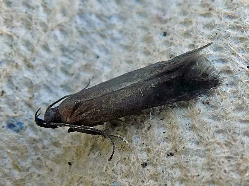 Oxypteryx unicolorella 