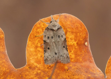 Nycteola revayana 