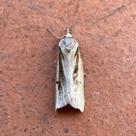 Nycteola revayana 