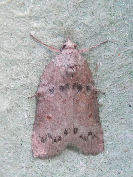 Nycteola revayana 