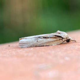 Nycteola revayana 
