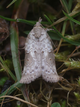 Nycteola revayana 