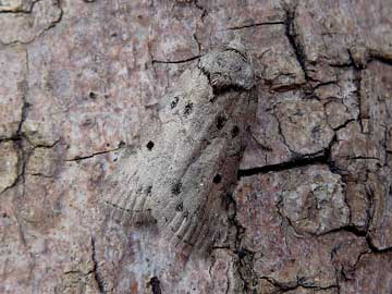 Nycteola revayana 