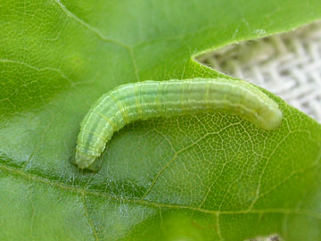 Operophtera brumata 