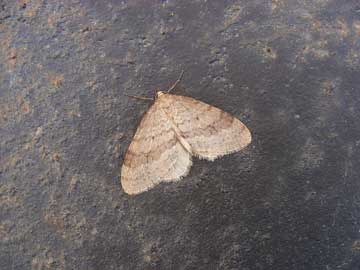 Operophtera fagata 