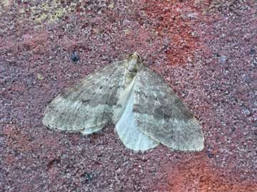 Operophtera fagata 