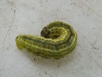 Operophtera fagata 