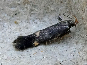 Oxypteryx atrella 