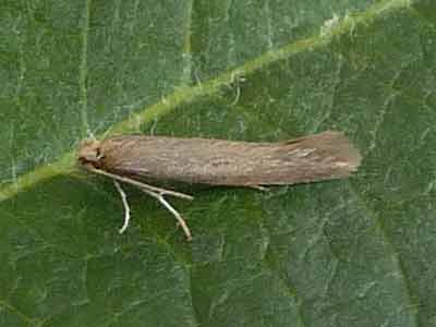 Ocnerostoma piniariella 
