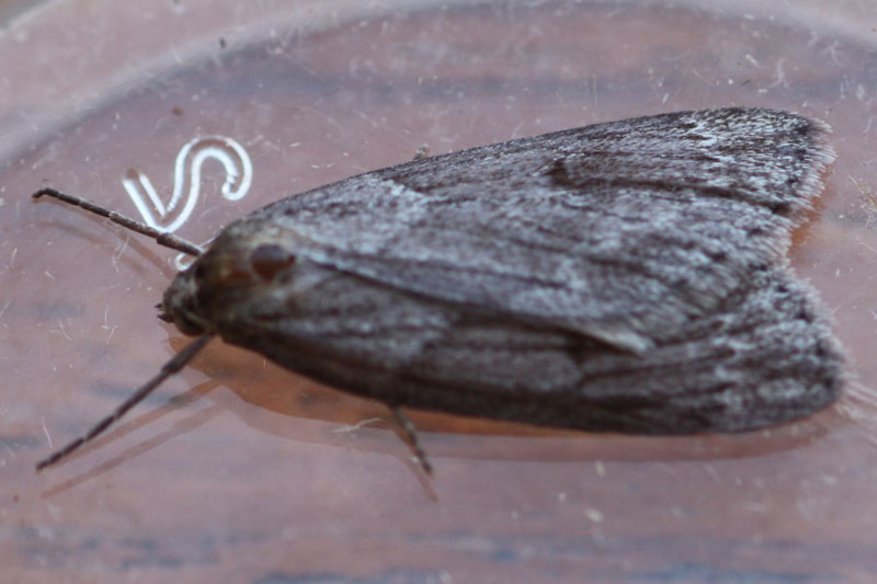 Pachycnemia hippocastanaria 