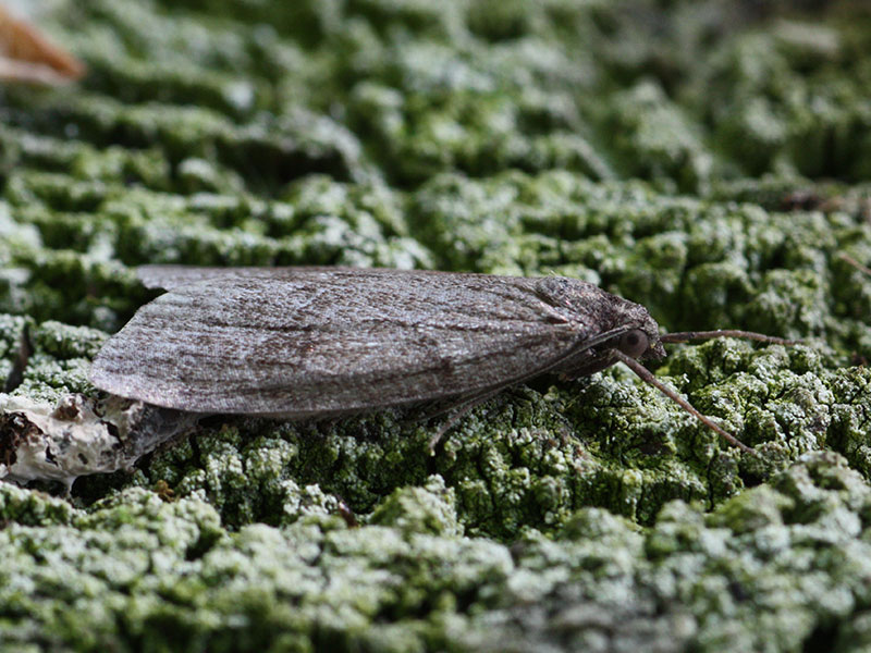Pachycnemia hippocastanaria 