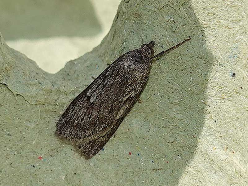 Pachycnemia hippocastanaria 