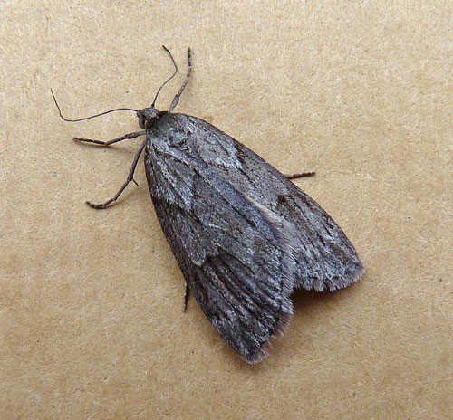 Pachycnemia hippocastanaria 