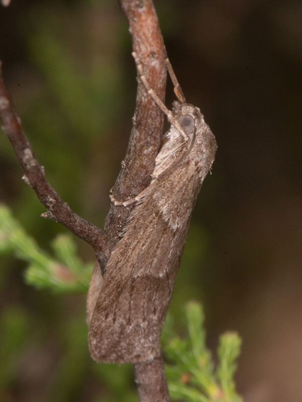 Pachycnemia hippocastanaria 