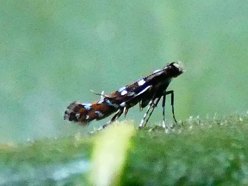 Parectopa ononidis 