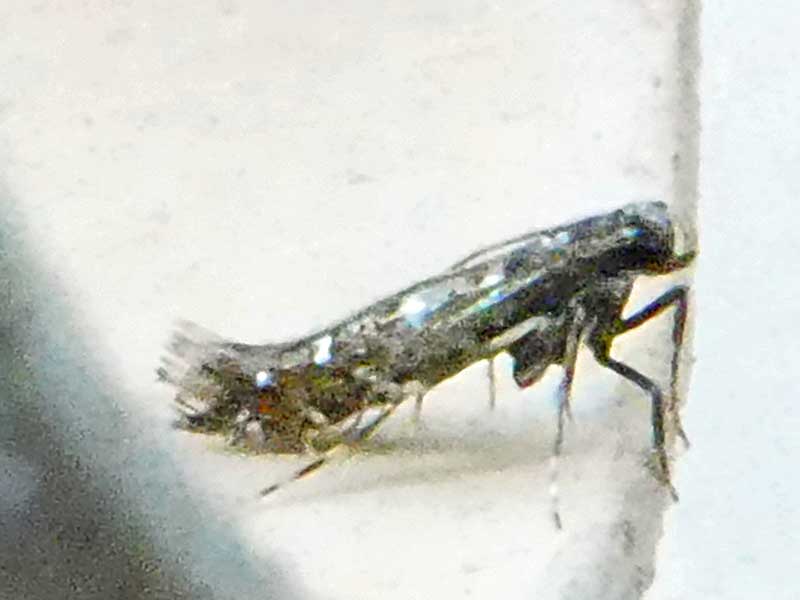 Parectopa ononidis 