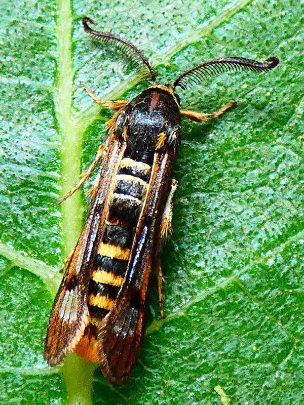 Pennisetia hylaeiformis 