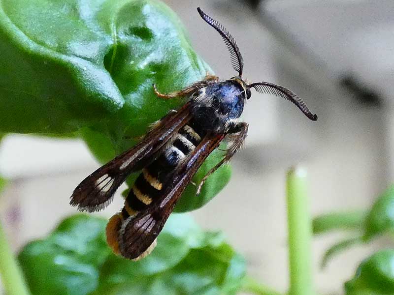 Pennisetia hylaeiformis 